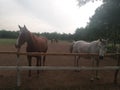 Stable LjubiÃÂevo - Pozarevac Serbia